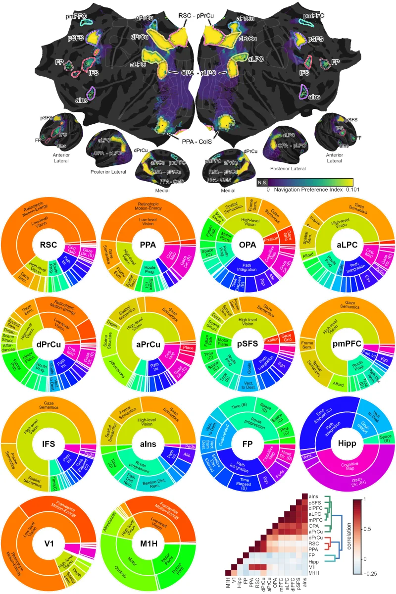 Zhang et al. Naturalistic Navigation fMRI study